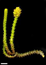 Veronica epacridea. Sprig. Scale = 10 mm.
 Image: M.J. Bayly & A.V. Kellow © Te Papa CC-BY-NC 3.0 NZ